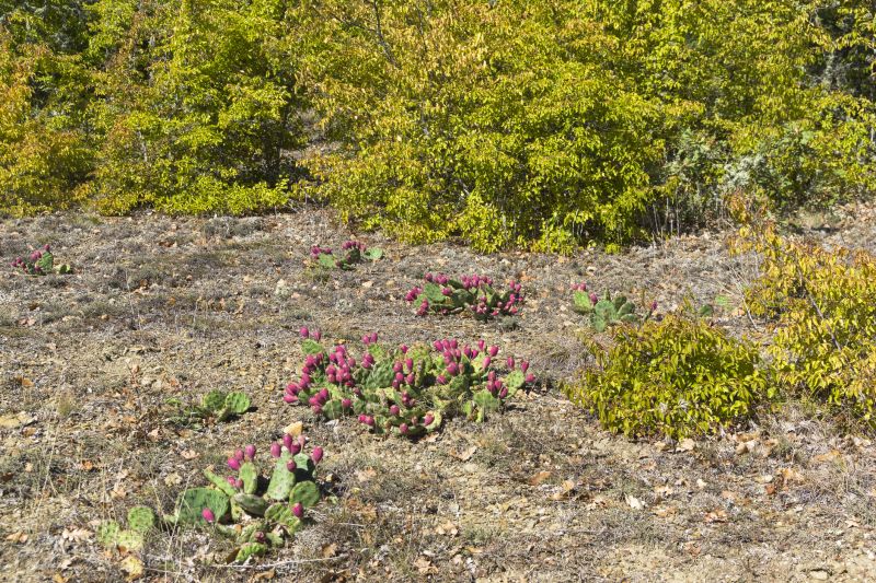 Cactus Size and Height