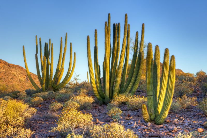 Type of Cactus