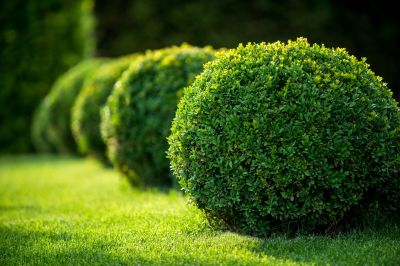 Decorative Shrubs