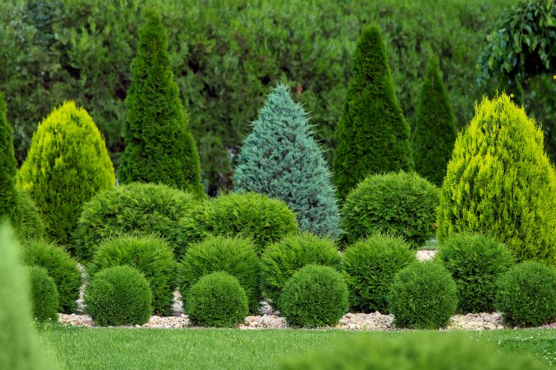Healthy, Pruned Shrubs
